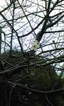 111103昭和記念公園サクラ.jpg