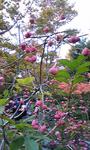 111103昭和記念公園マユミ.jpg