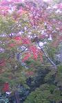 111103昭和記念公園日本庭園モミジ.jpg